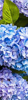 Hydrangea 紫陽花